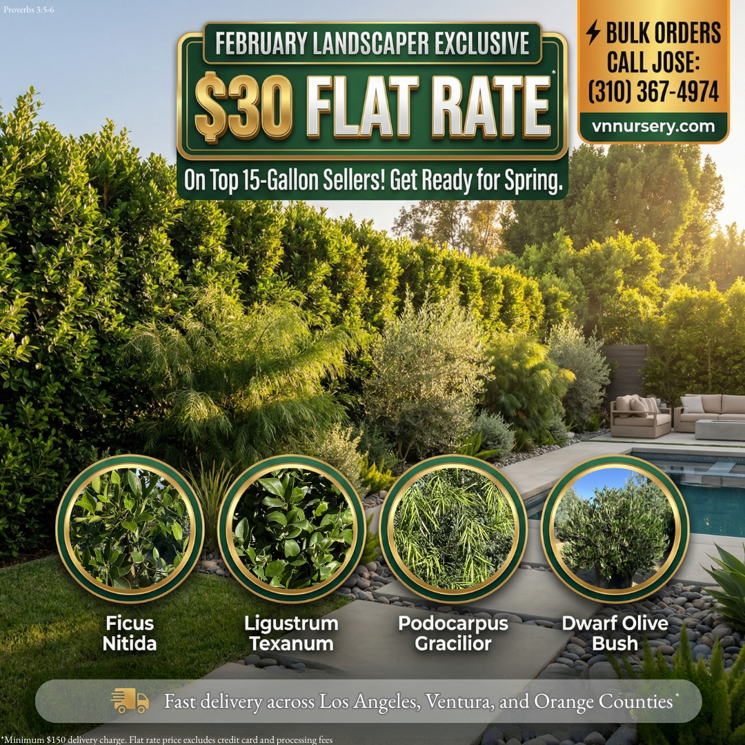 February Special Promotion at VN Nursery